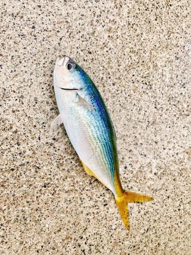 タカベの釣果