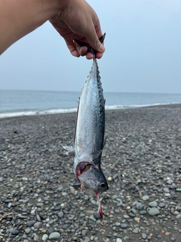 カツオの釣果