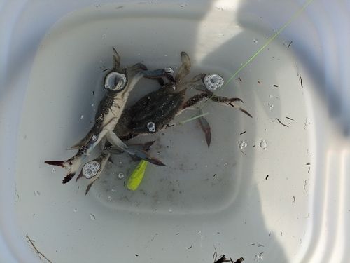 ワタリガニの釣果