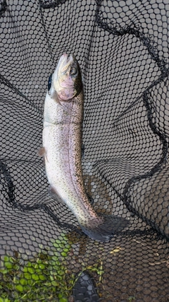 ニジマスの釣果