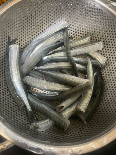 サヨリの釣果