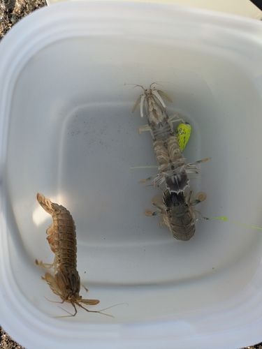 シャコの釣果