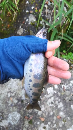 ヤマメの釣果