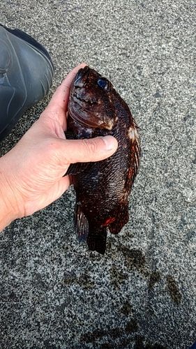 オウゴンムラソイの釣果