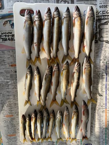 アユの釣果