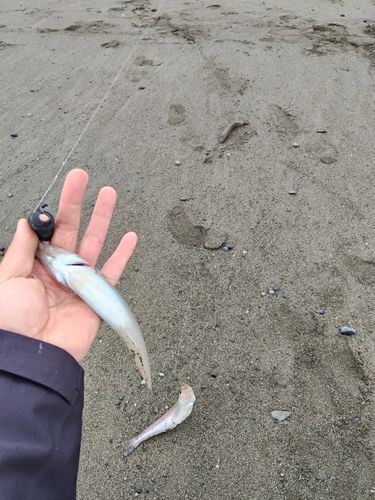 キスの釣果