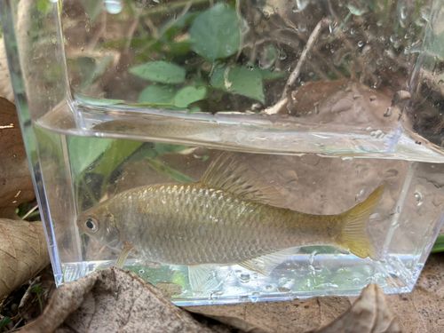 タナゴの釣果