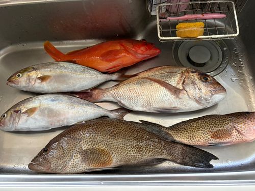 マダイの釣果