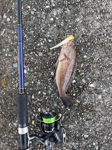 オオモンハタの釣果