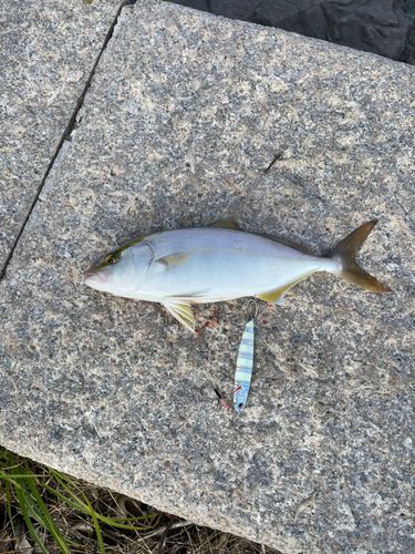 シオの釣果