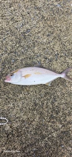 ショゴの釣果