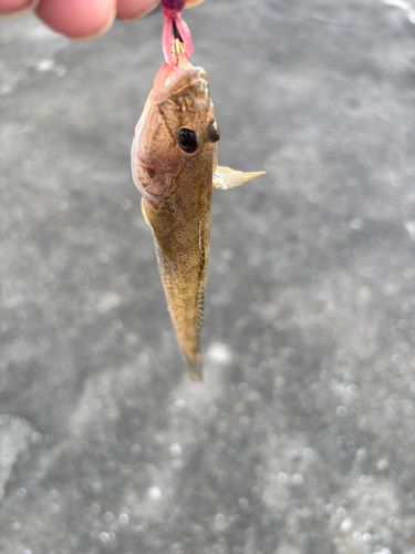 ハゼの釣果