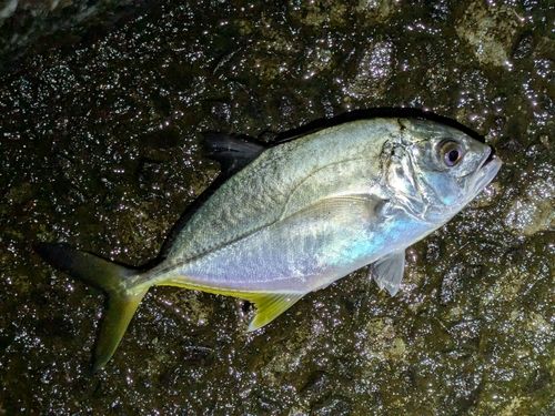 オニヒラアジの釣果