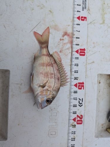 チャリコの釣果