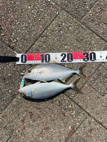 シオの釣果
