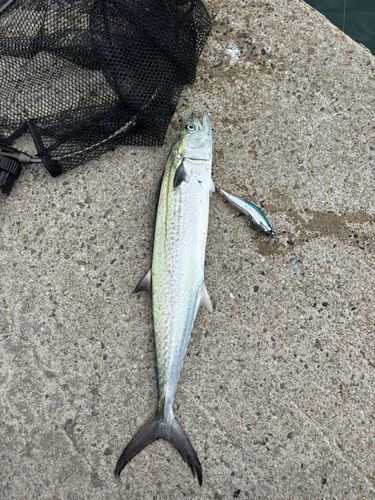 サゴシの釣果