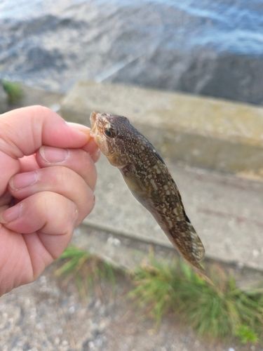 アイナメの釣果