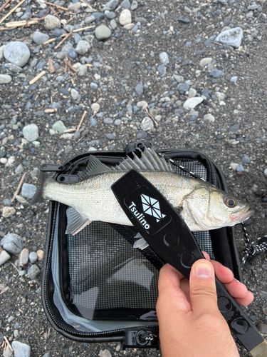 セイゴ（ヒラスズキ）の釣果