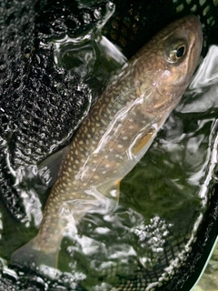 ニッコウイワナの釣果