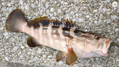 クエの釣果