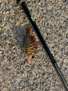 釣果