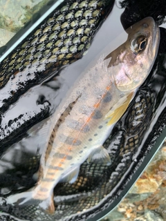 アマゴの釣果