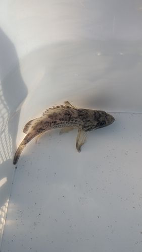 クロソイの釣果