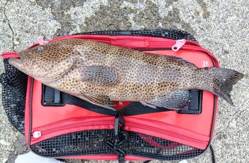 オオモンハタの釣果