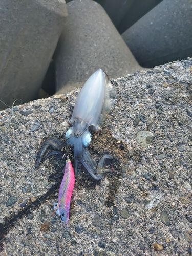 アオリイカの釣果