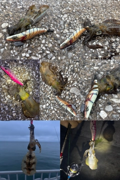 アオリイカの釣果