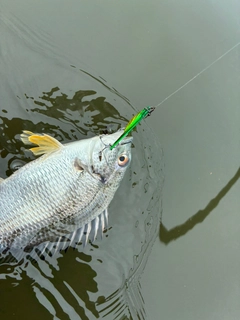キビレの釣果