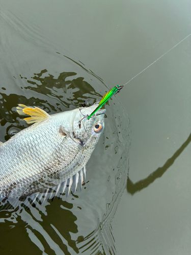 キビレの釣果