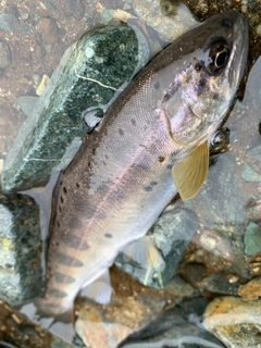 ヤマメの釣果