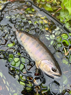 ヤマメの釣果