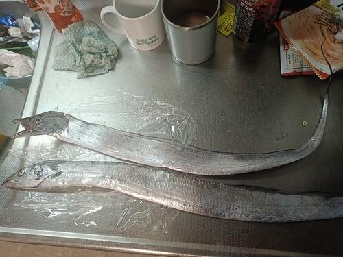 タチウオの釣果