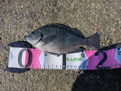 グレの釣果