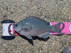グレの釣果
