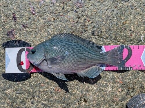 グレの釣果