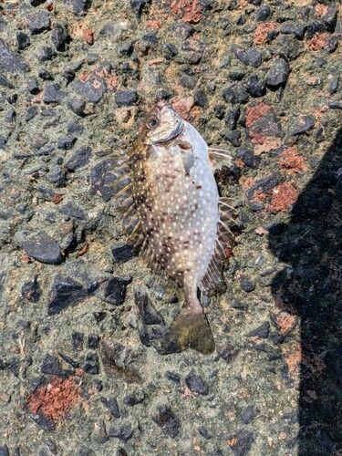 アイゴの釣果