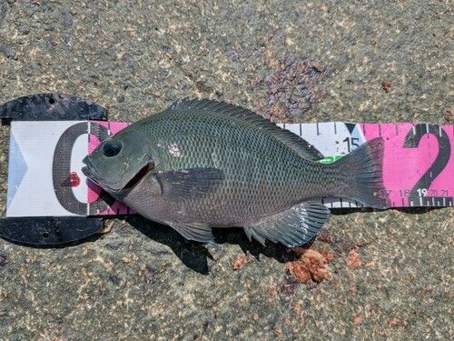 グレの釣果
