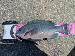グレの釣果