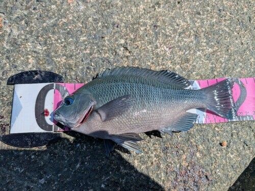 グレの釣果
