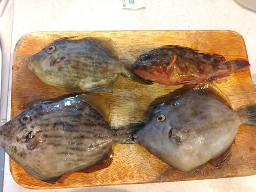 カワハギの釣果
