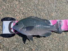 グレの釣果