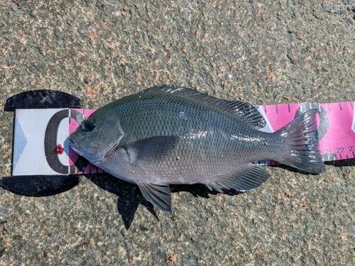 グレの釣果