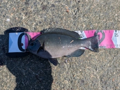 グレの釣果