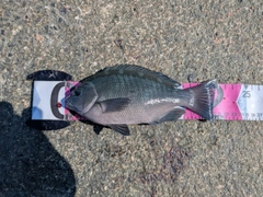 グレの釣果