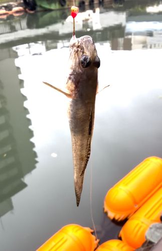 マハゼの釣果