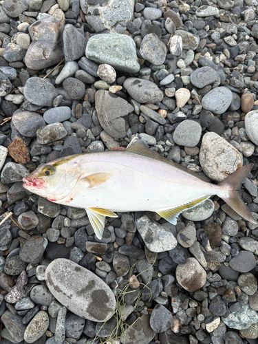 ショゴの釣果