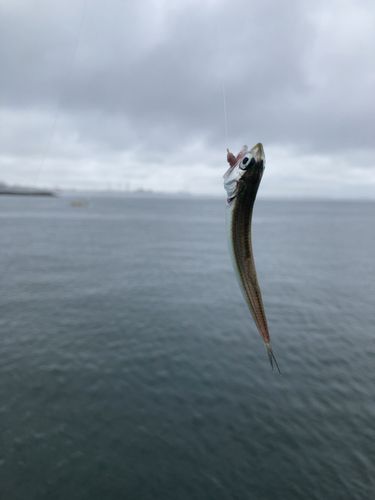カタクチイワシの釣果
